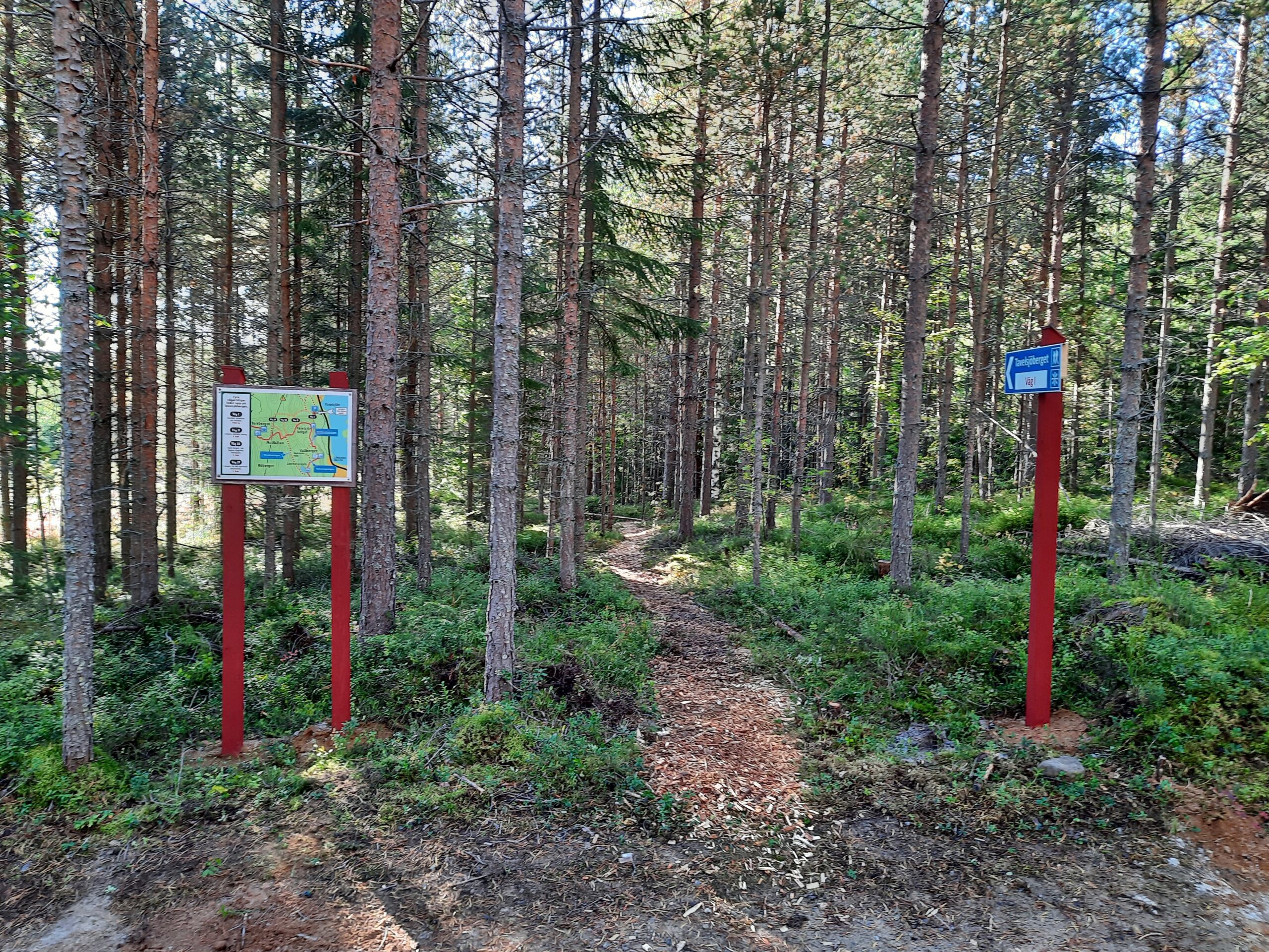 Stig i tallskog med informationsskylt och hänvisningsskylt.